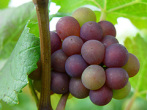 35 százalékkal több támogatás a szőlő- és gyümölcsültetvények műveléséhez